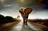 Dimex Walking Elephant Fotobehang 375x250cm 5 banen | Yourdecoration.nl
