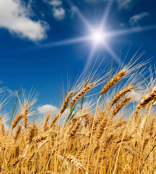 Dimex Wheat Field Fotobehang 225x250cm 3 banen | Yourdecoration.nl