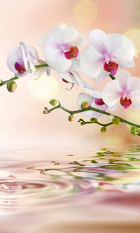Dimex White Orchid Fotobehang 150x250cm 2 banen | Yourdecoration.nl