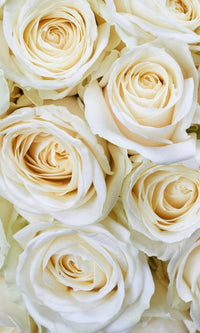 Dimex White Roses Fotobehang 150x250cm 2 banen | Yourdecoration.nl