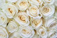 Dimex White Roses Fotobehang 375x250cm 5 banen | Yourdecoration.nl