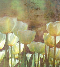Dimex White Tulips Abstract Fotobehang 225x250cm 3 banen | Yourdecoration.nl