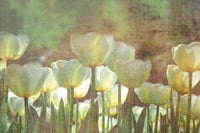 Dimex White Tulips Abstract Fotobehang 375x250cm 5 banen | Yourdecoration.nl