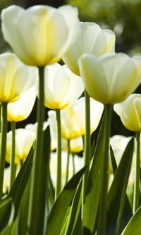 Dimex White Tulips Fotobehang 150x250cm 2 banen | Yourdecoration.nl
