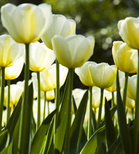 Dimex White Tulips Fotobehang 225x250cm 3 banen | Yourdecoration.nl