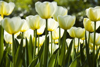 Dimex White Tulips Fotobehang 375x250cm 5 banen | Yourdecoration.nl