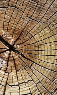 Dimex Wood Fotobehang 150x250cm 2 banen | Yourdecoration.nl