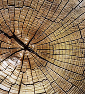 Dimex Wood Fotobehang 225x250cm 3 banen | Yourdecoration.nl