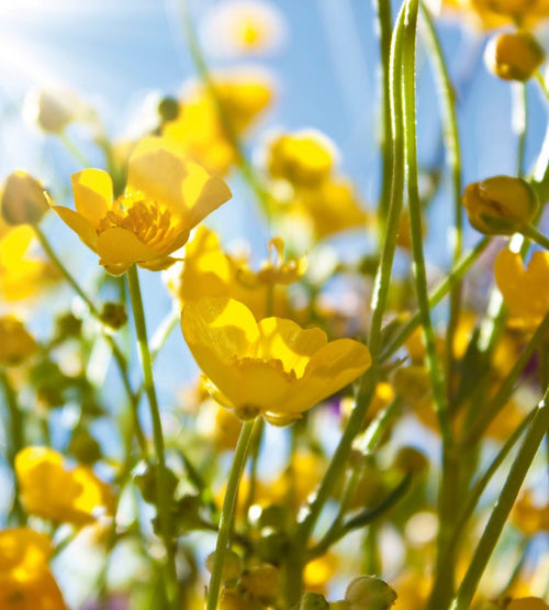 Dimex Yellow Flower Fotobehang 225x250cm 3 banen | Yourdecoration.nl