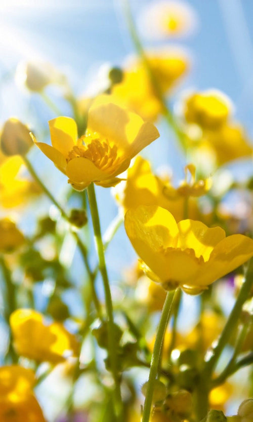 Dimex Yellow Flowers Fotobehang 150x250cm 2 banen | Yourdecoration.nl