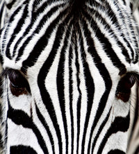 Dimex Zebra Fotobehang 225x250cm 3 banen | Yourdecoration.nl