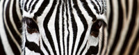 Dimex Zebra Fotobehang 375x150cm 5 banen | Yourdecoration.nl