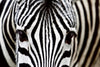 Dimex Zebra Fotobehang 375x250cm 5 banen | Yourdecoration.nl
