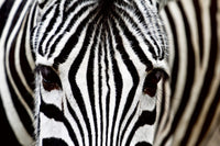 Dimex Zebra Fotobehang 375x250cm 5 banen | Yourdecoration.nl