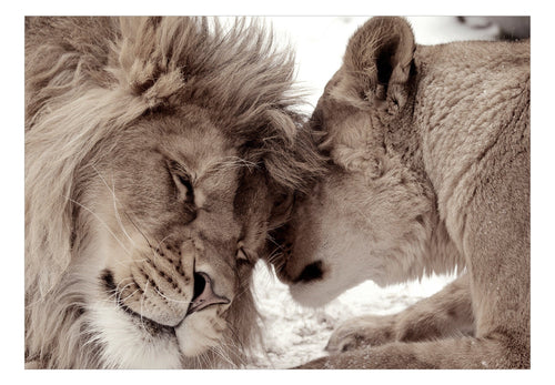Fotobehang - Lion Tenderness Sepia - Vliesbehang