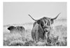 Fotobehang - Highland Cattle - Vliesbehang