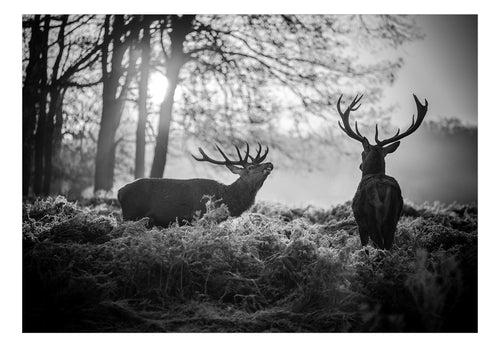 Fotobehang - Deers in the Morning - Vliesbehang