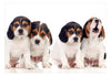 Fotobehang - Sad Puppies - Vliesbehang