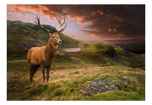 Fotobehang - Deer on Hill - Vliesbehang