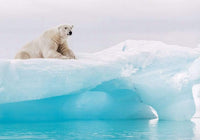 Komar Arctic Polar Bear Vlies Fotobehang 400x280cm 8 Banen | Yourdecoration.nl