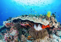 Komar Coral Reef Vlies Fotobehang 400x280cm 8 Banen | Yourdecoration.nl