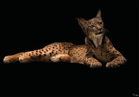 Komar Iberische Lynx Vlies Fotobehang 400X280Cm 6 Delen | Yourdecoration.nl