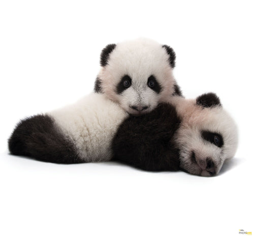 Komar Reuzenpanda Vlies Fotobehang 300X280Cm 6 Delen | Yourdecoration.nl