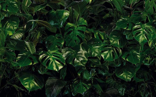 Komar Tropical Wall Vlies Fotobehang 400x250cm 4 banen | Yourdecoration.nl