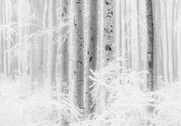 Komar Winter Wood Vlies Fotobehang 400x280cm 4 banen | Yourdecoration.nl
