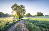 Komar A New Day in Paradise Vlies Fotobehang 400x250cm 4 banen | Yourdecoration.nl