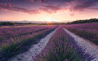 Komar Lavender Dream Vlies Fotobehang 450x280cm 9 banen | Yourdecoration.nl
