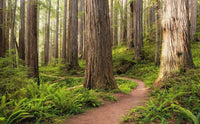 Komar Redwood Trail Vlies Fotobehang 450x280cm 9 banen | Yourdecoration.nl
