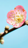 Komar Peach Blossom Fotobehang 150x250cm 3 banen | Yourdecoration.nl