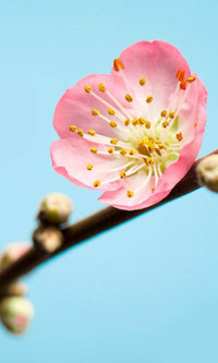 Komar Peach Blossom Fotobehang 150x250cm 3 banen | Yourdecoration.nl