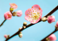 Komar Peach Blossom Fotobehang 350x250cm 7 banen | Yourdecoration.nl