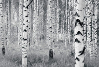 Komar Woods Fotobehang 400x270cm 8 banen | Yourdecoration.nl
